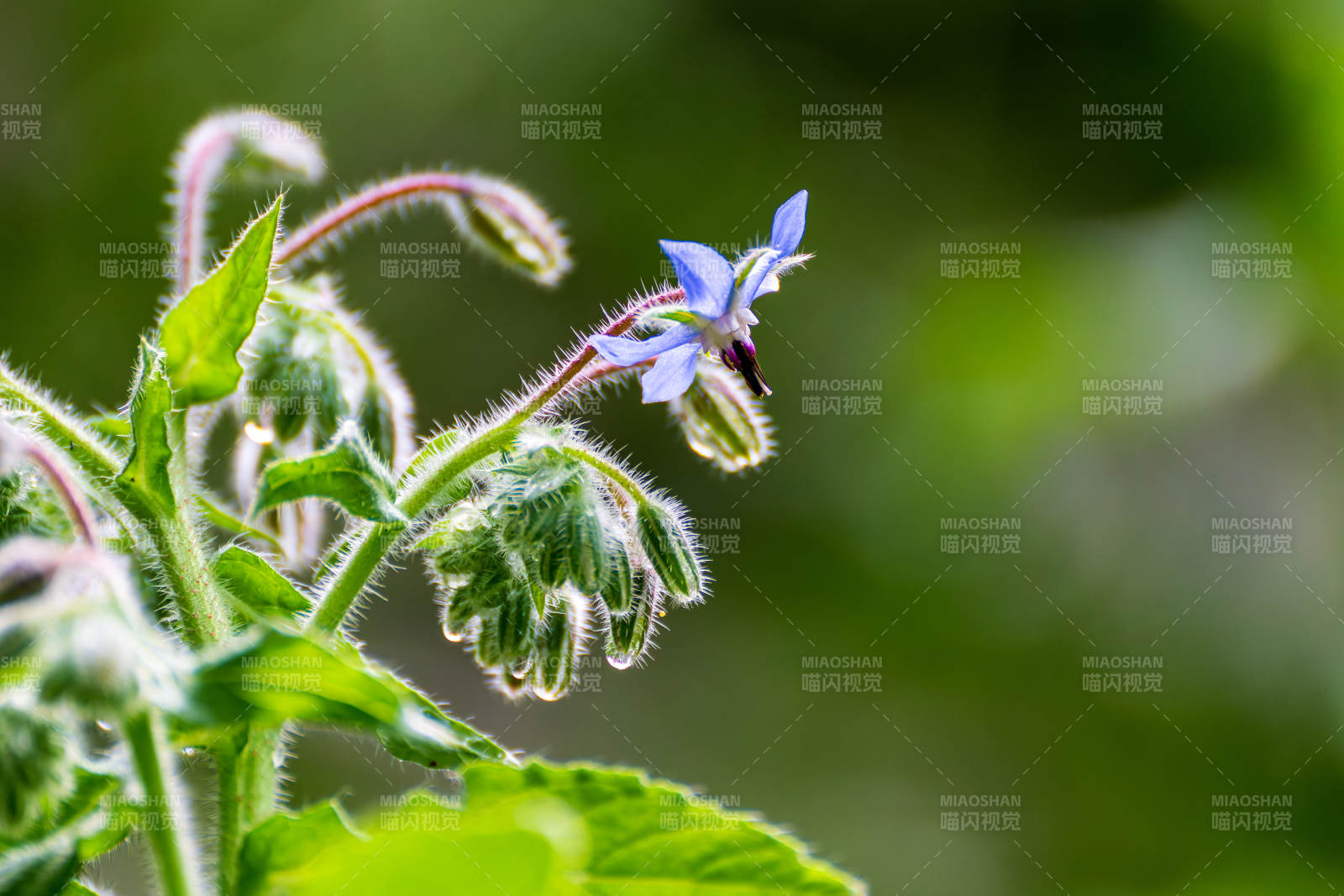 蓝色琉璃苣花绽放图片