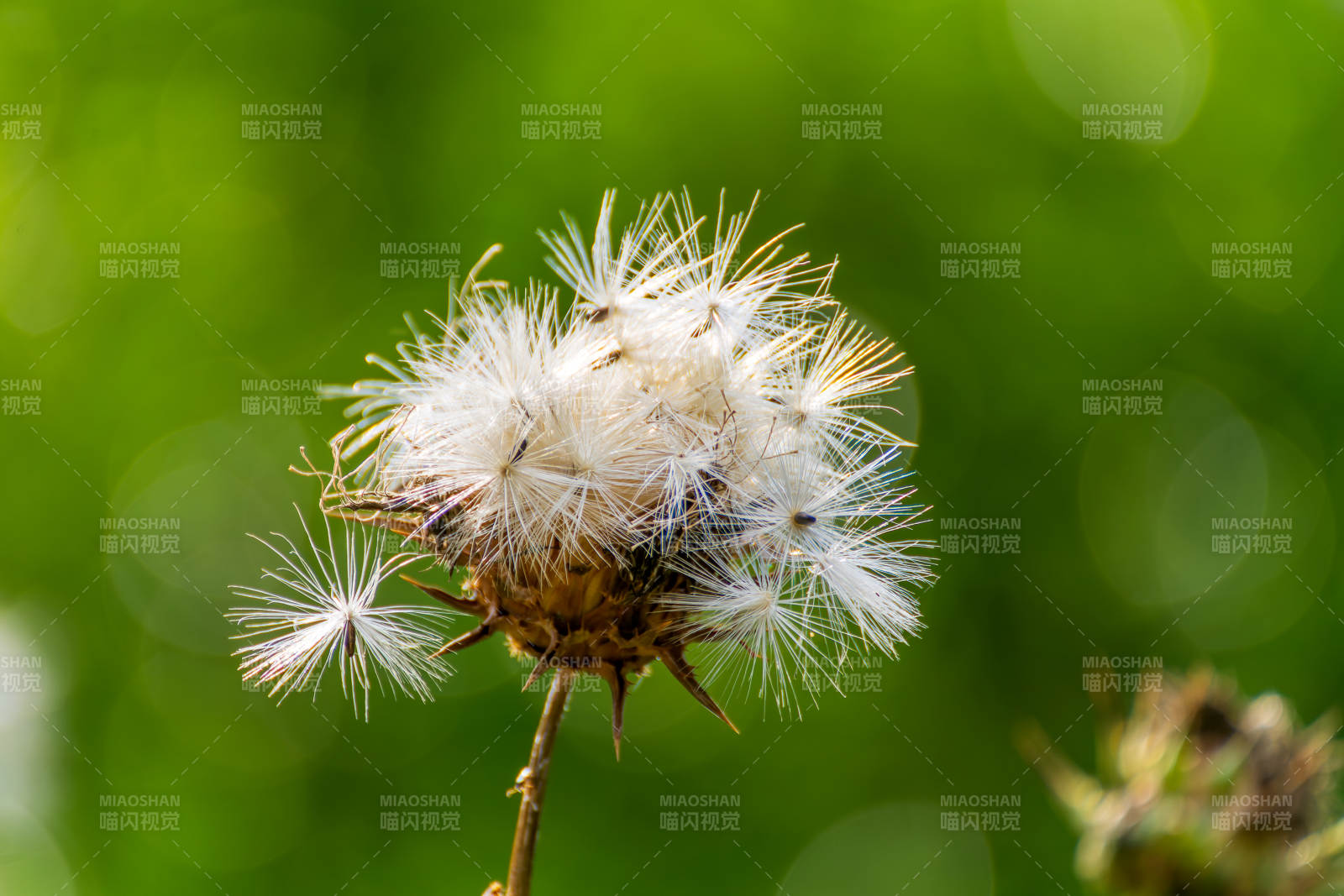 蒲公英随风飘散图片