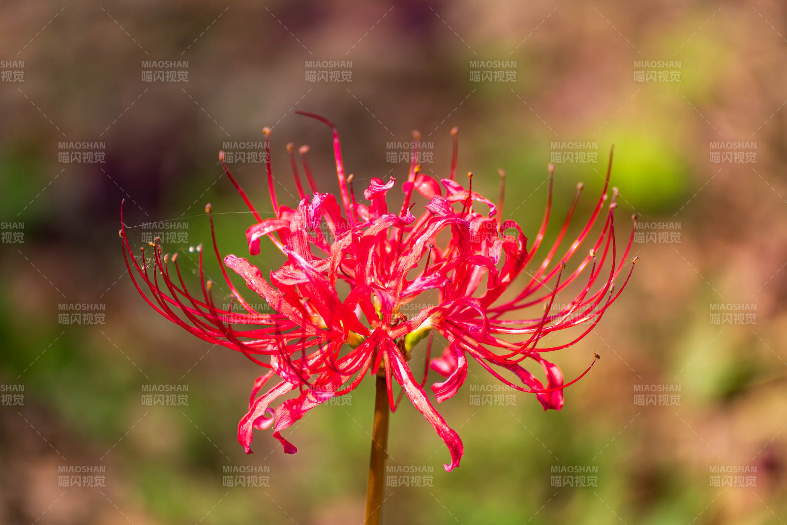彼岸花绽放图片