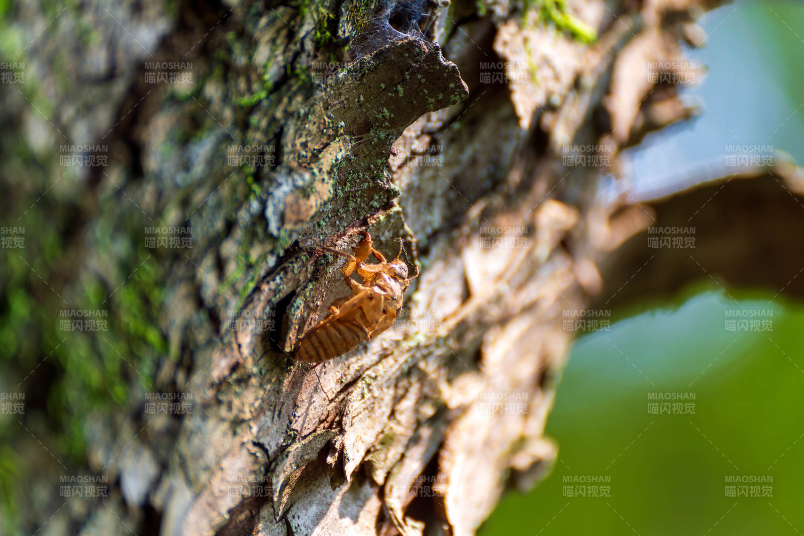 蝉蜕树皮图片