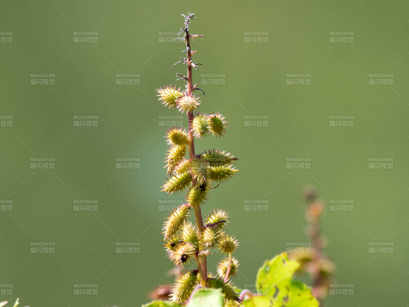 苍耳植物特写图片