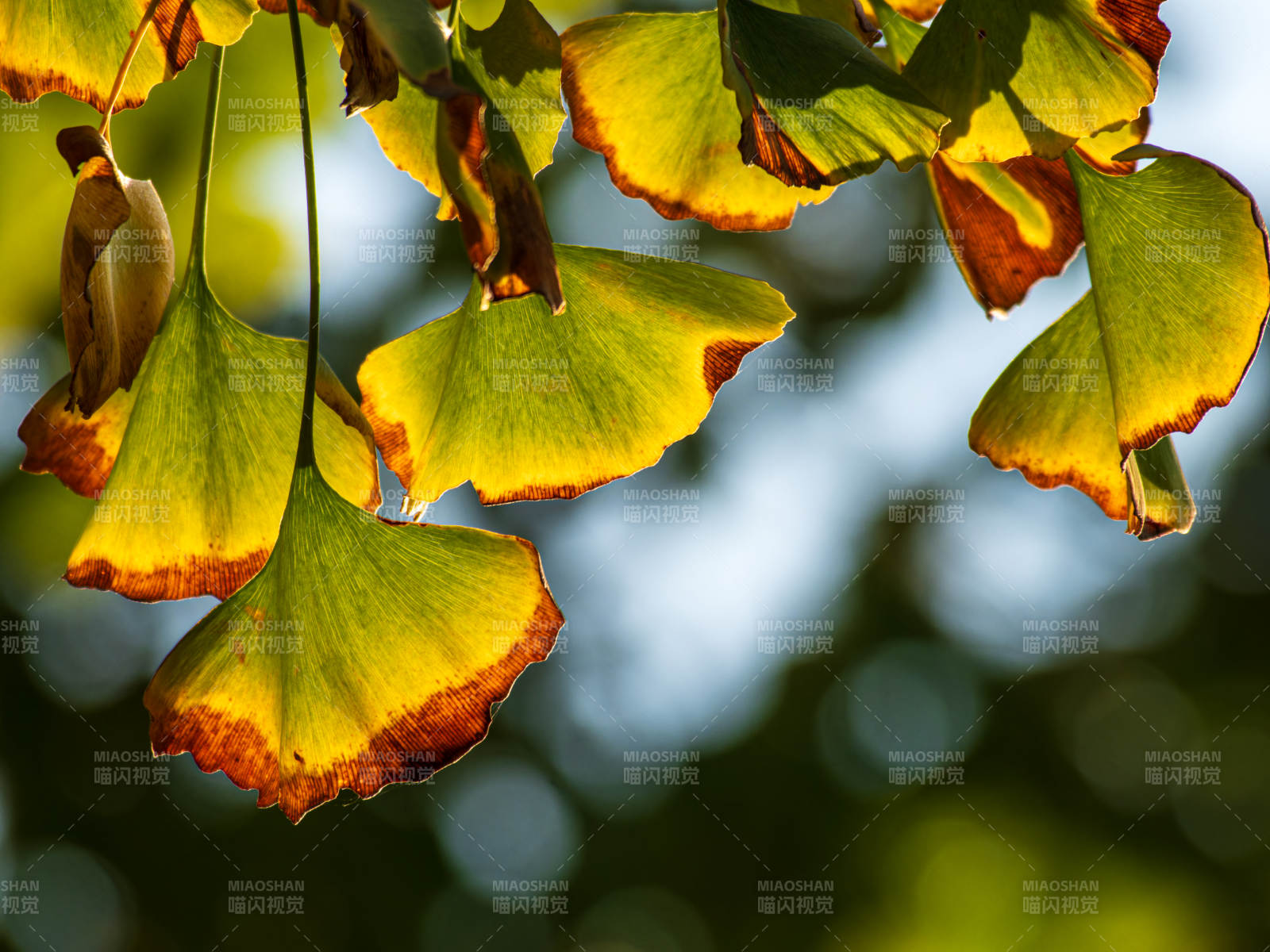 银杏叶秋色图片