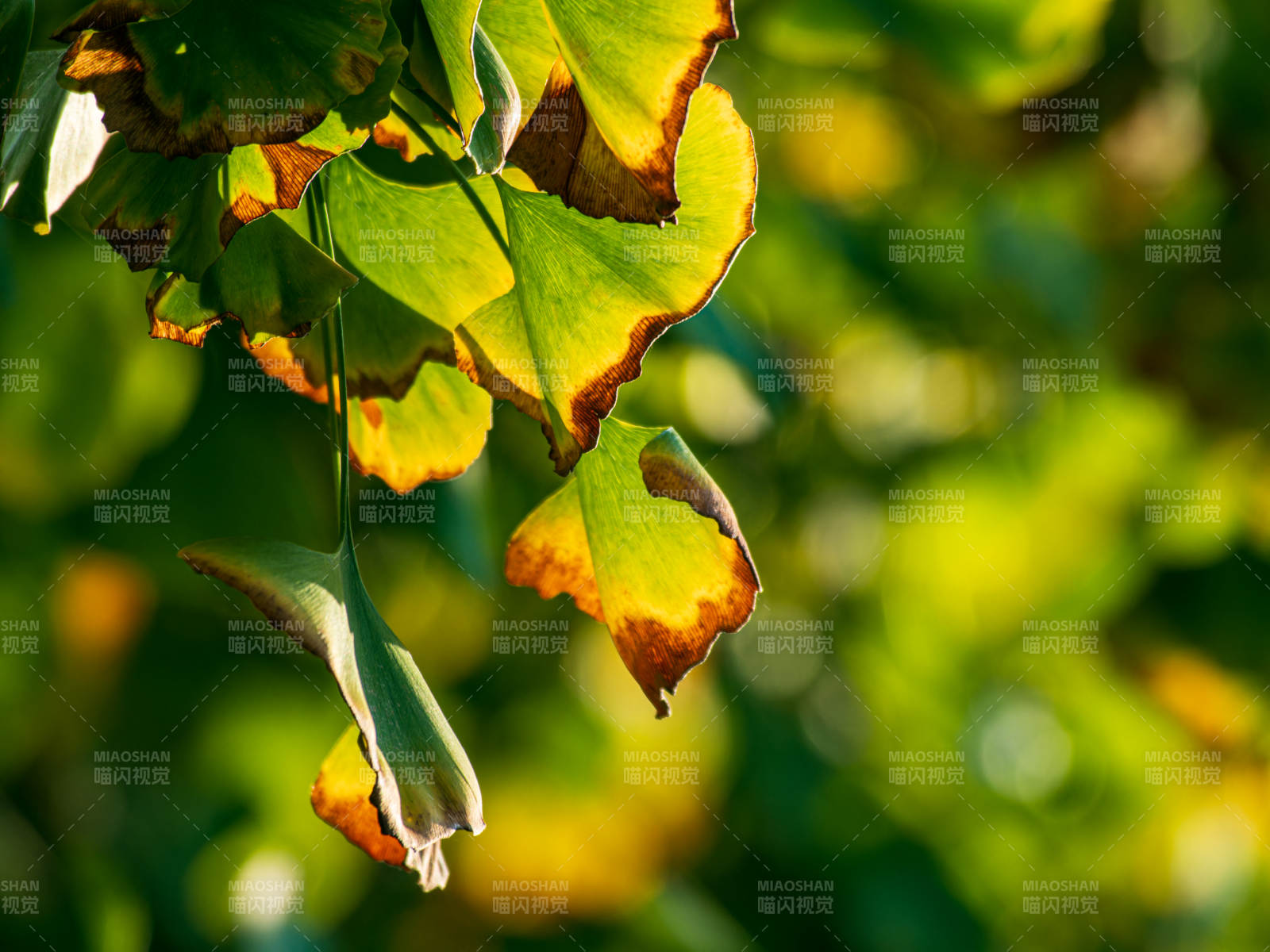 银杏叶轻舞图片