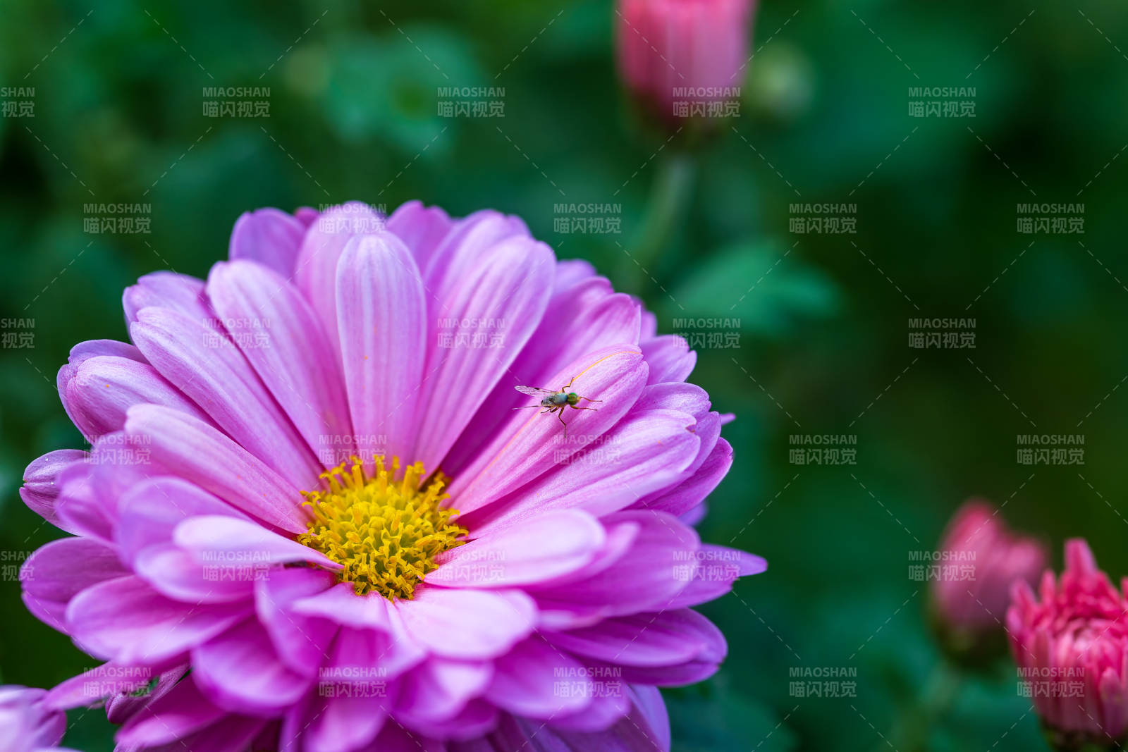 紫菊上的小飞虫图片