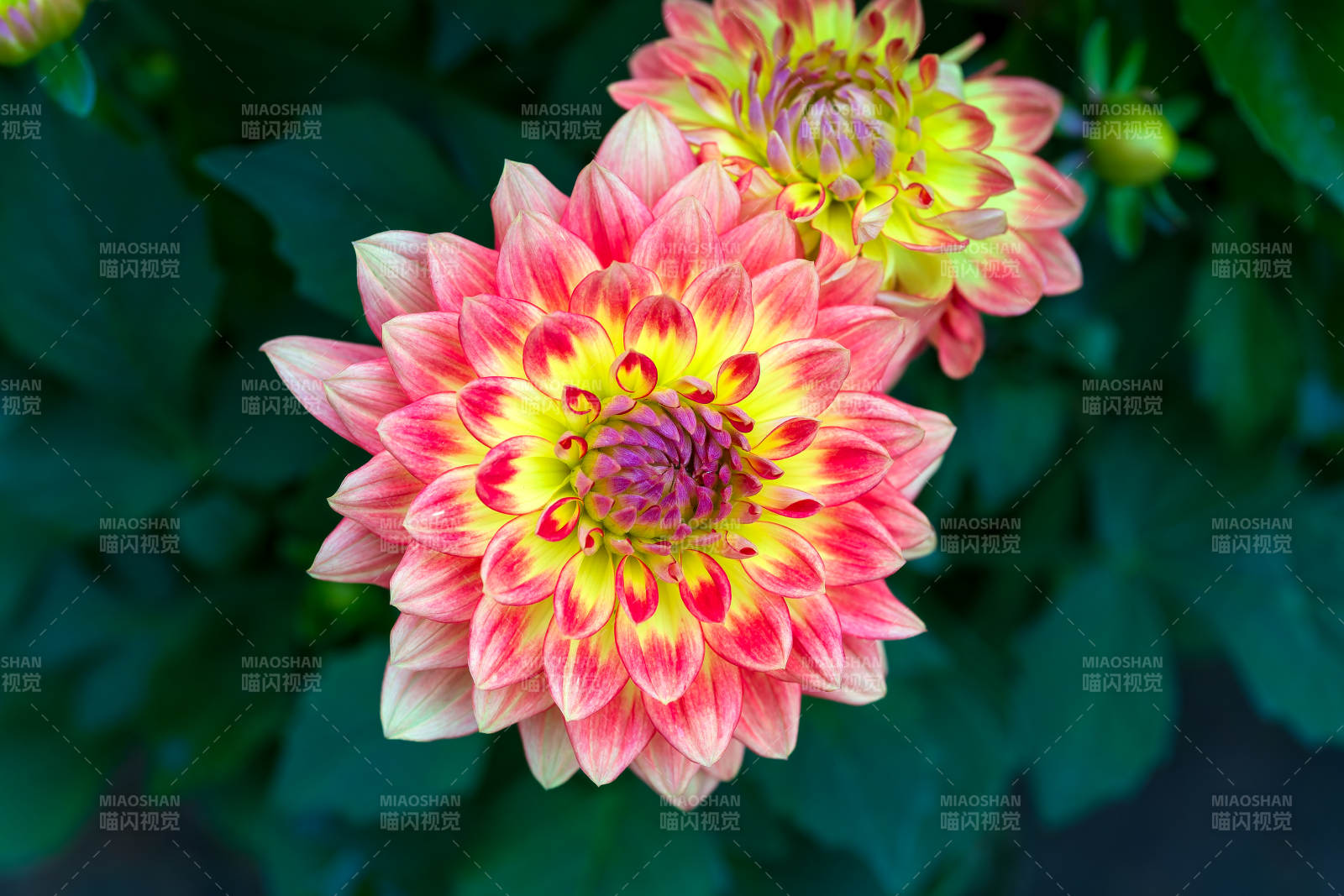 绚丽秋菊绽放图片