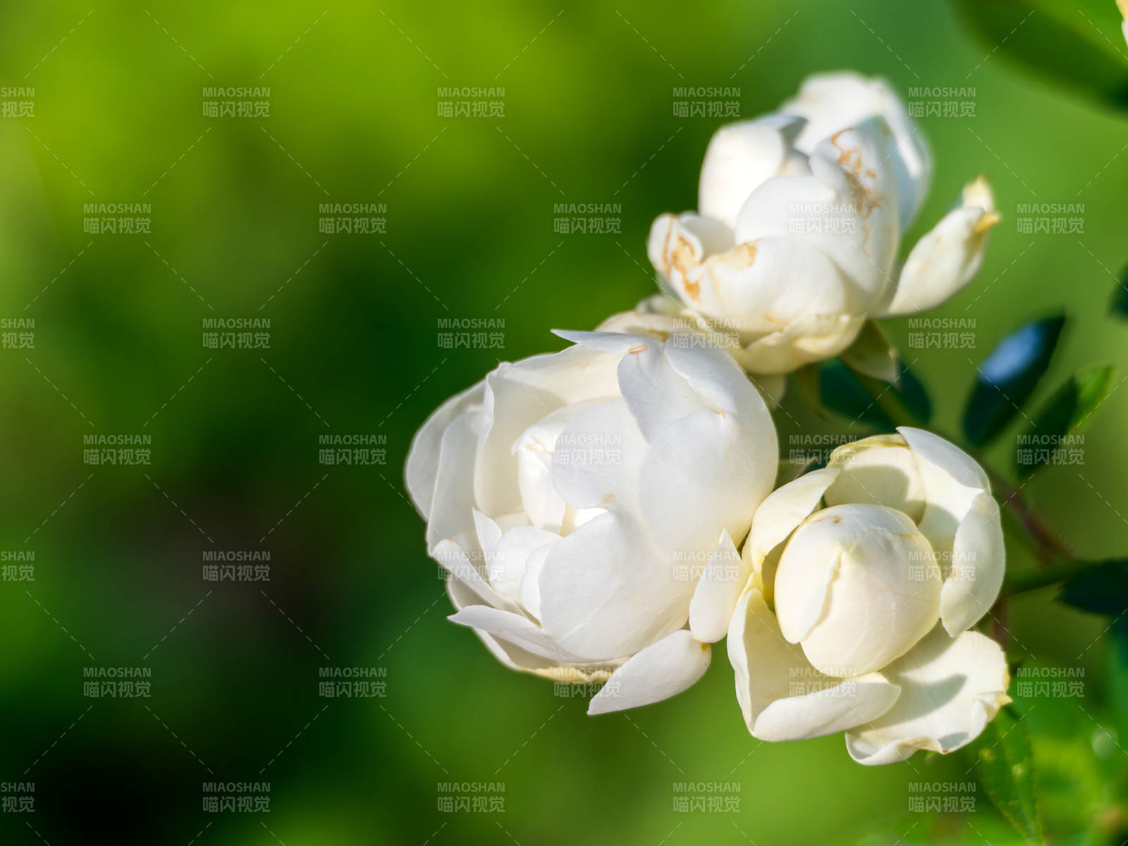 洁白月季花绽放图片