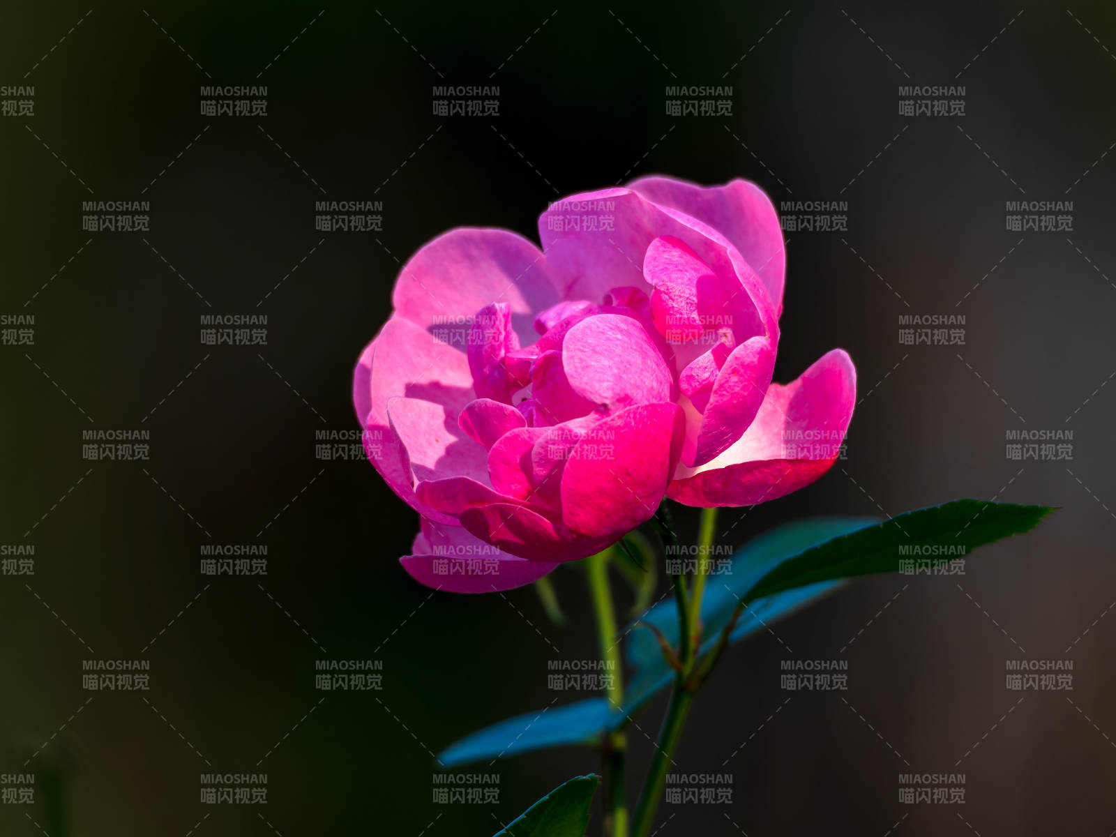 粉红月季花绽放图片