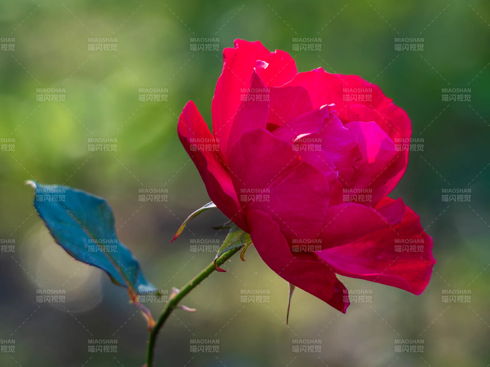 红玫瑰绽放图片