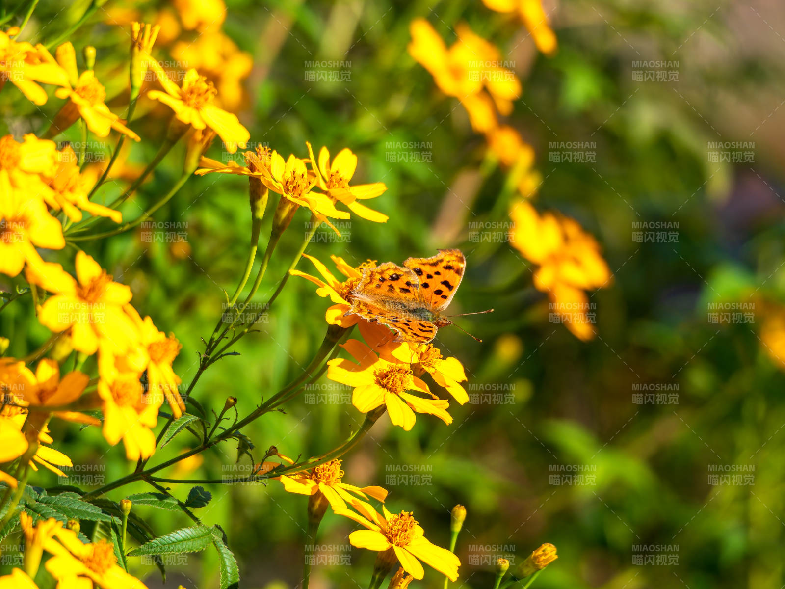 蝴蝶栖花 春意盎然图片
