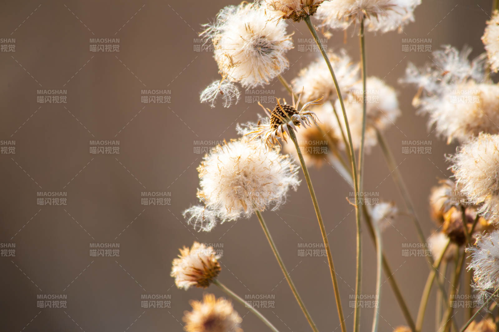 枯花随风轻舞图片