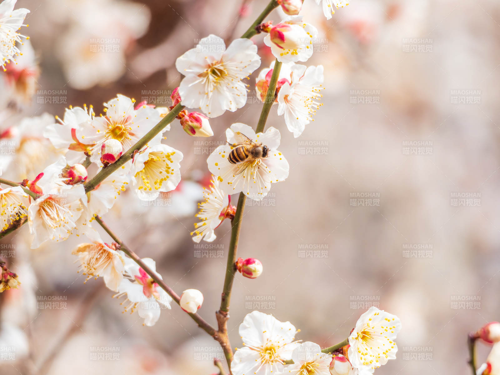 花枝蜜蜂采蜜图片