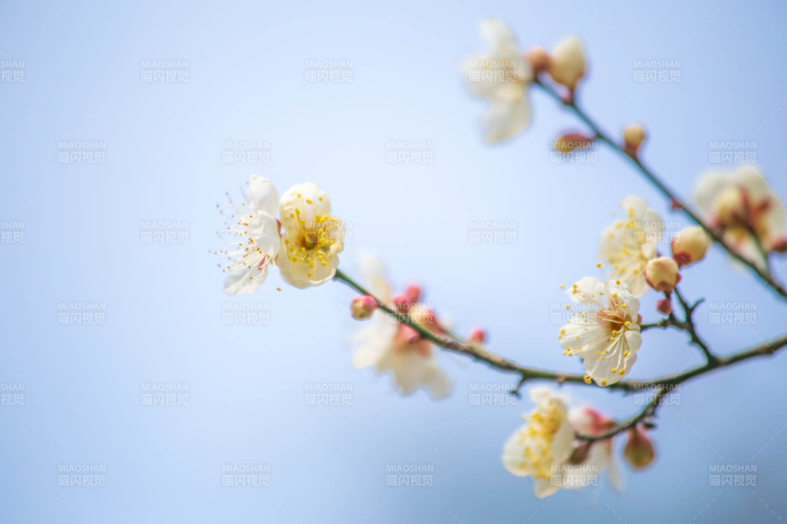 梅花绽放枝头图片