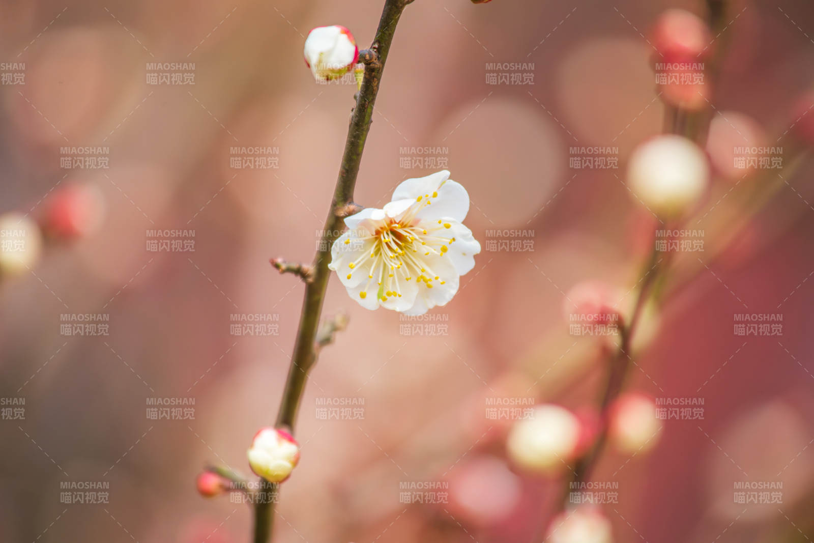 梅花绽放枝头图片