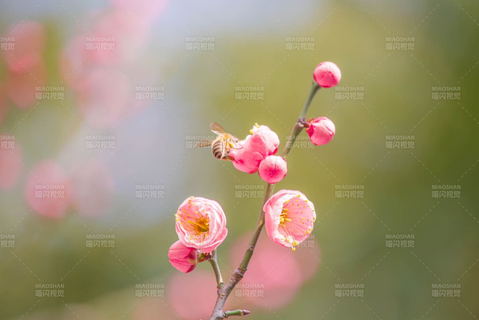 蜂采梅香图片