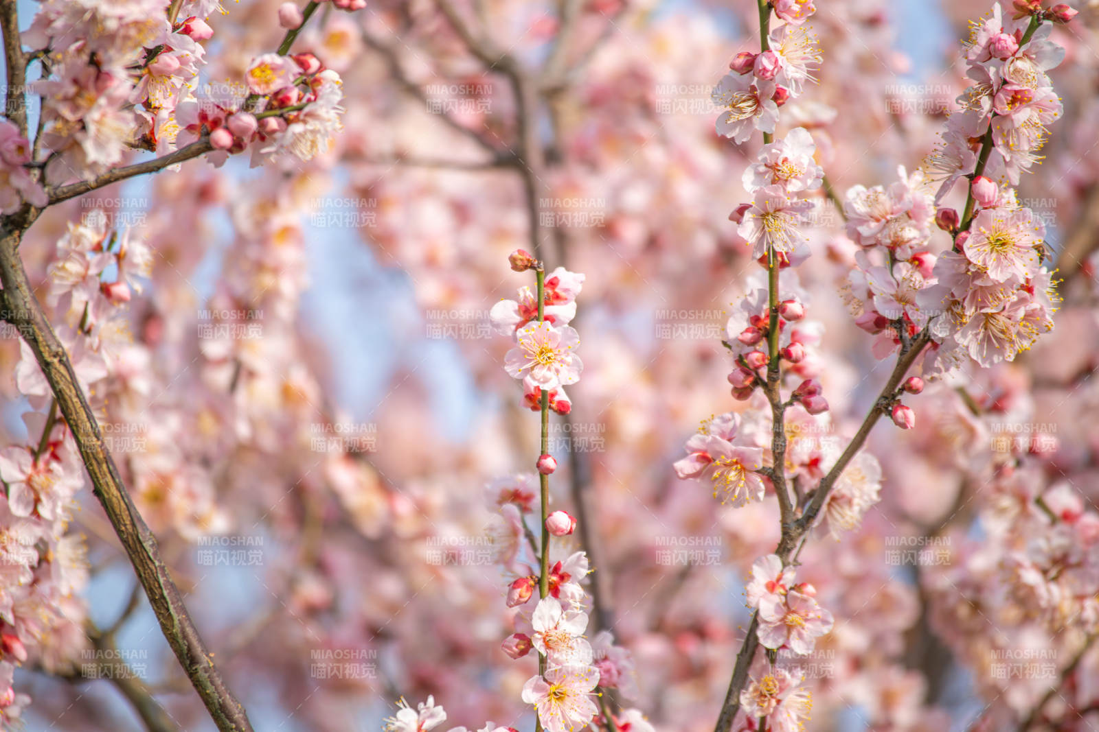 樱花绽放春意浓图片