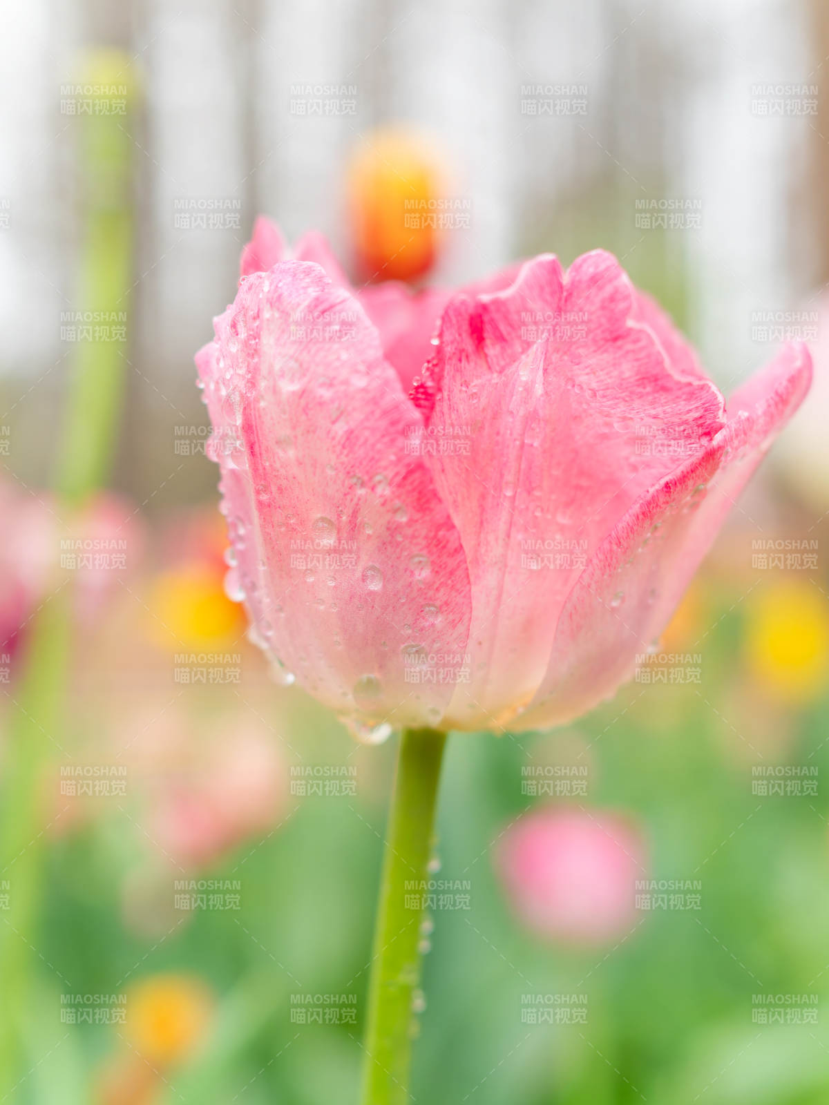 雨后粉郁金香图片