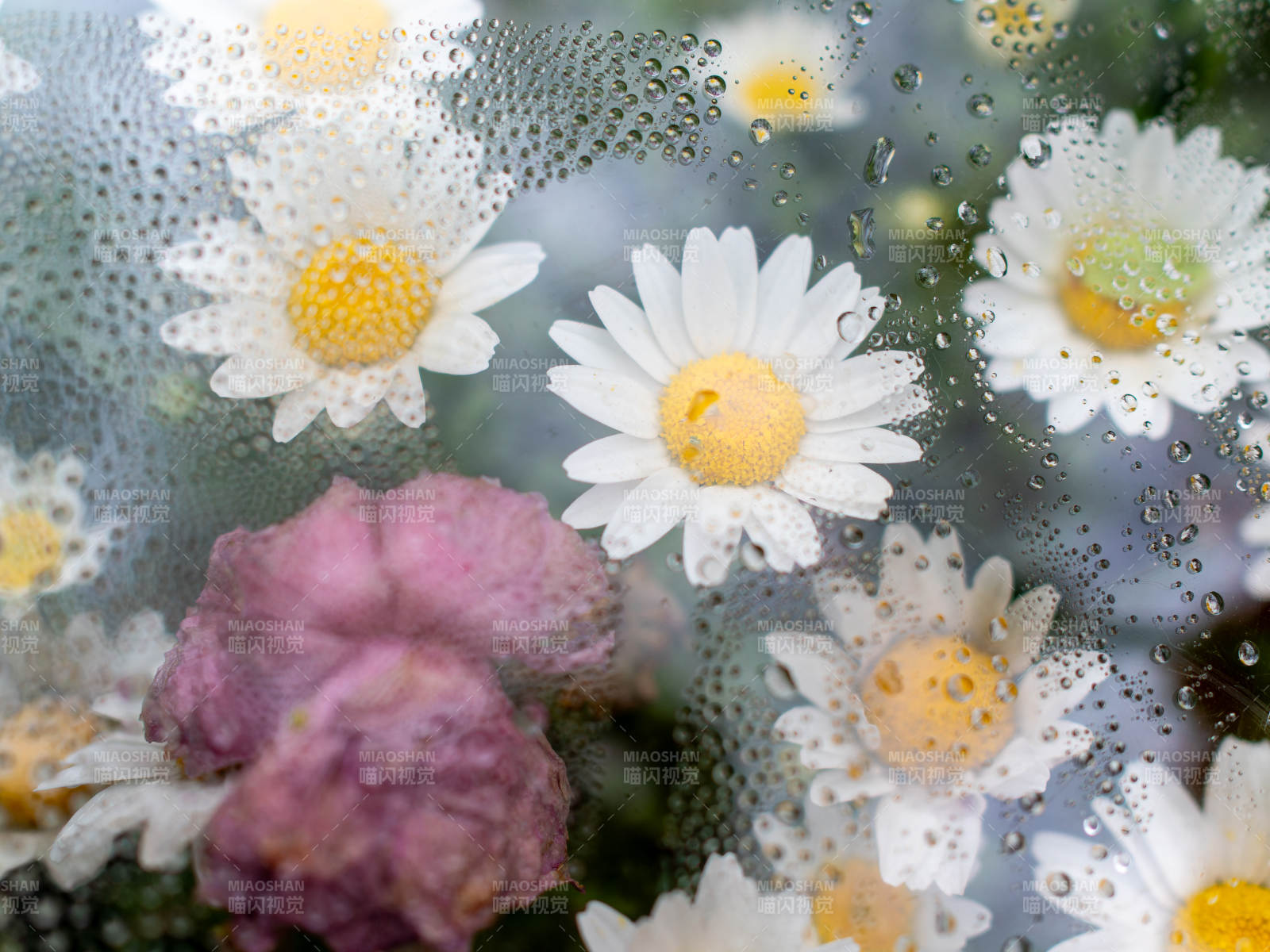 雨后花影朦胧图片