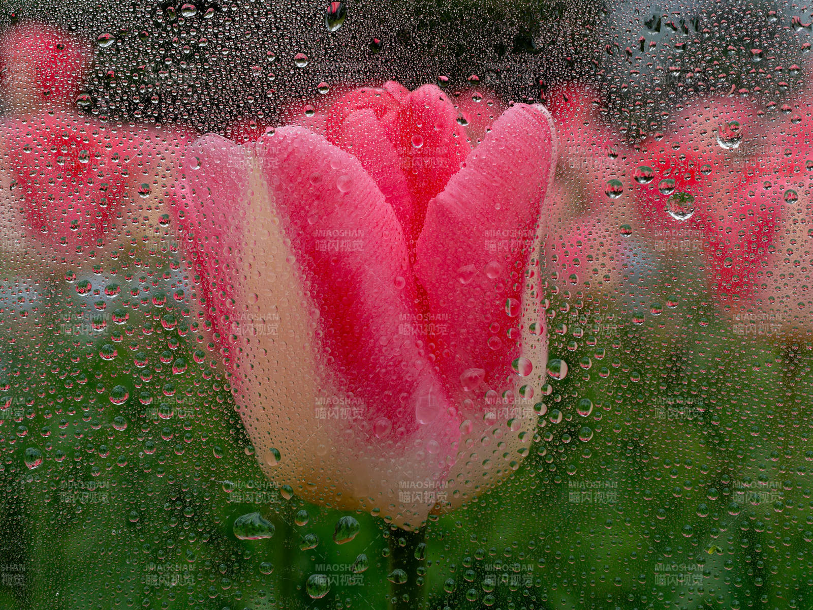 雨中粉郁金香图片