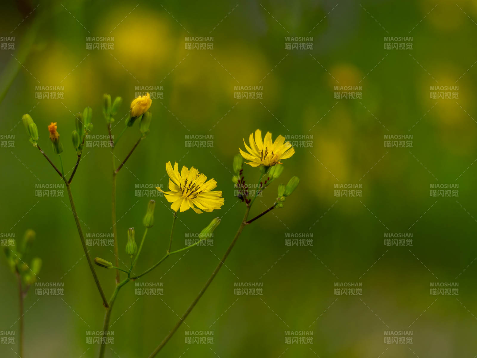 黄花绽放春意浓图片