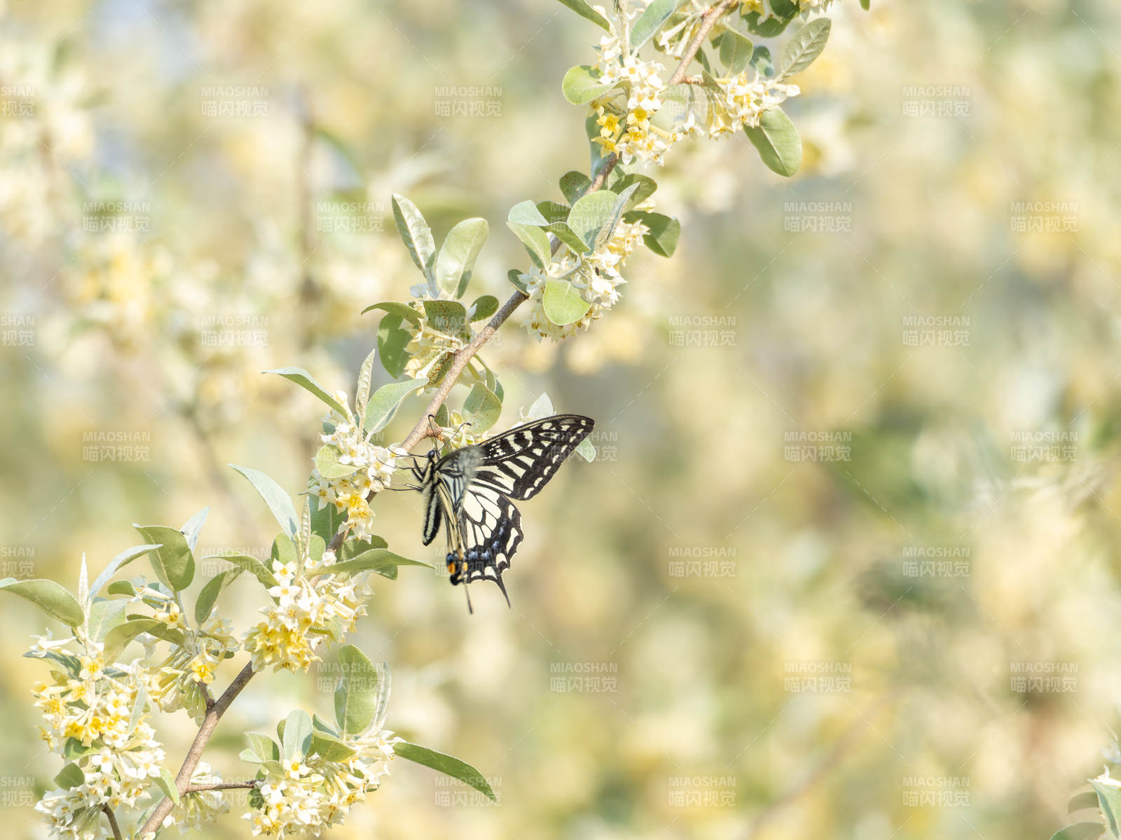 蝴蝶栖花枝图片