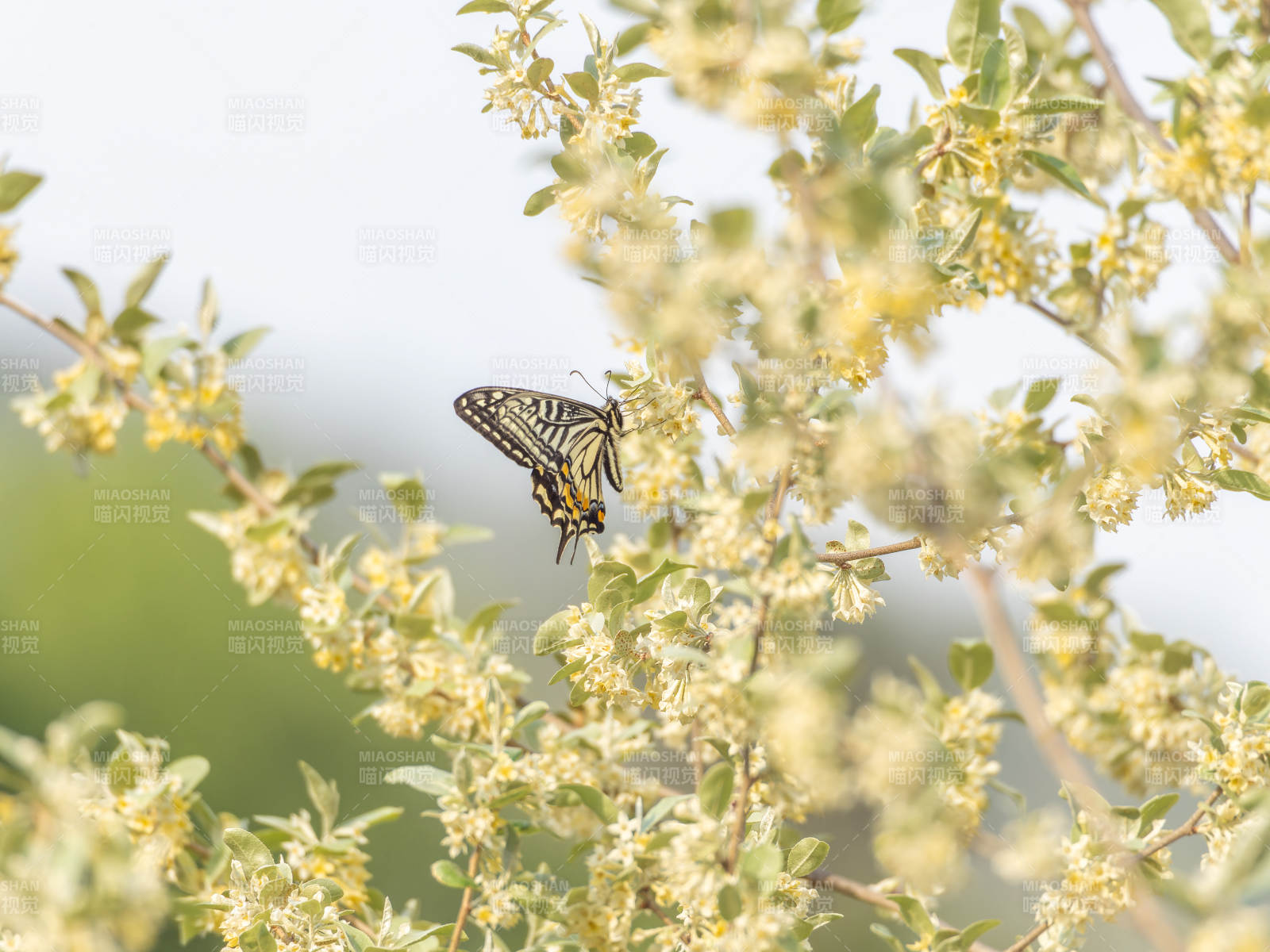 蝴蝶栖花枝图片