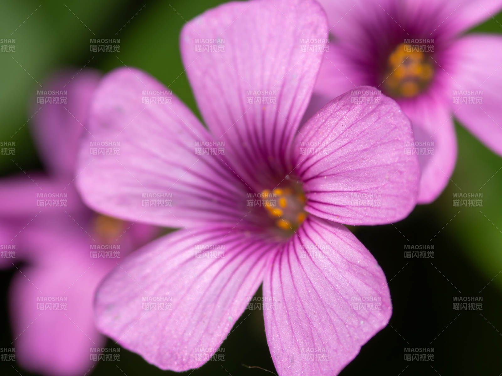 红花酢浆草绽放图片