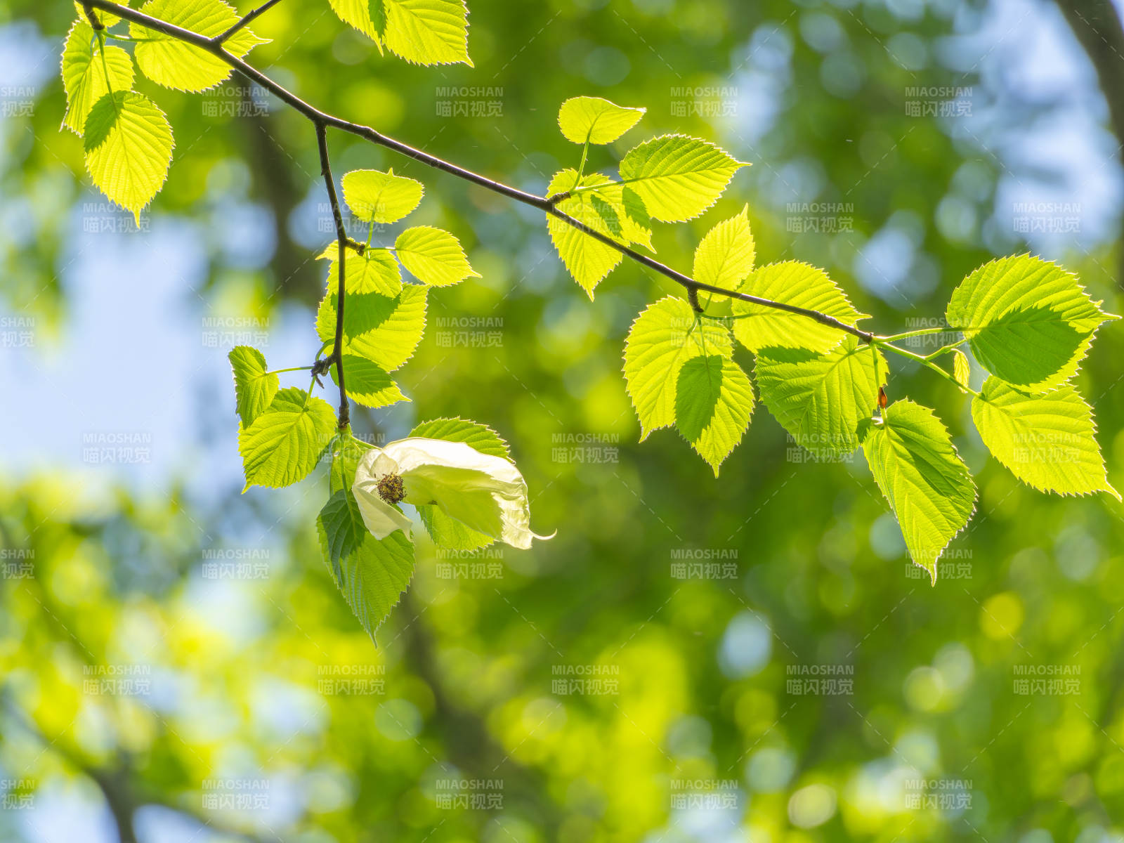 春日新叶绽放图片
