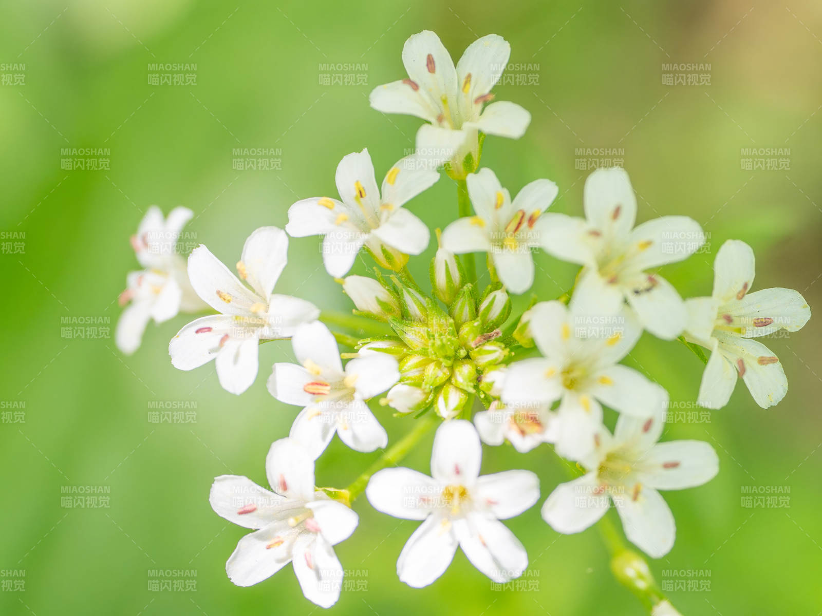 洁白泽珍珠菜花绽放图片