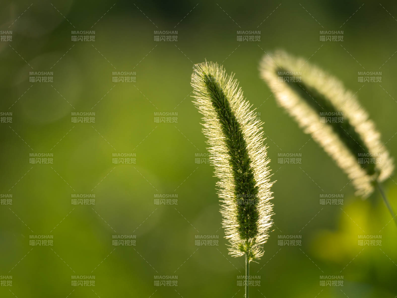 绿意中的狗尾草图片