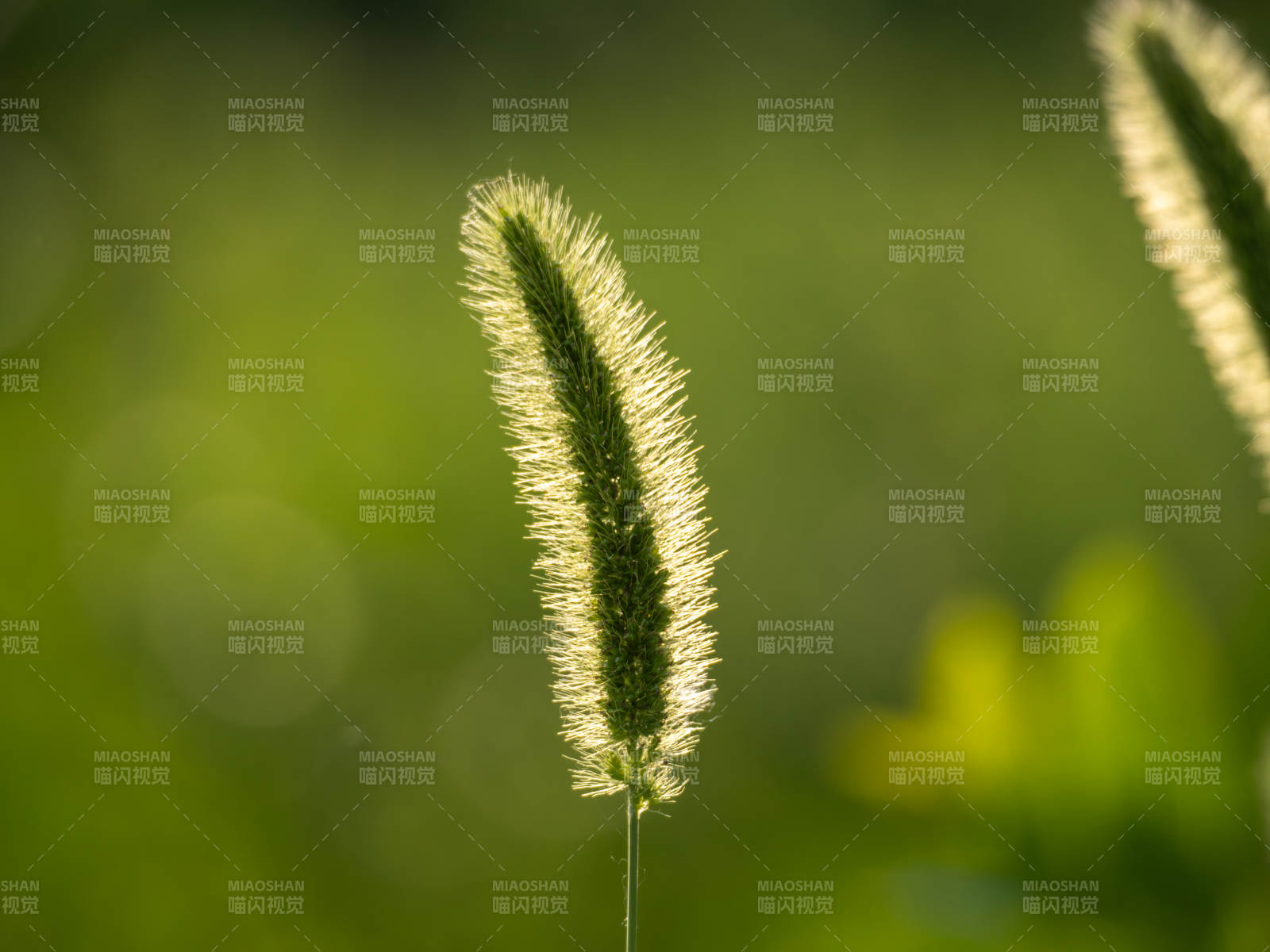 绿意盎然的狗尾草图片