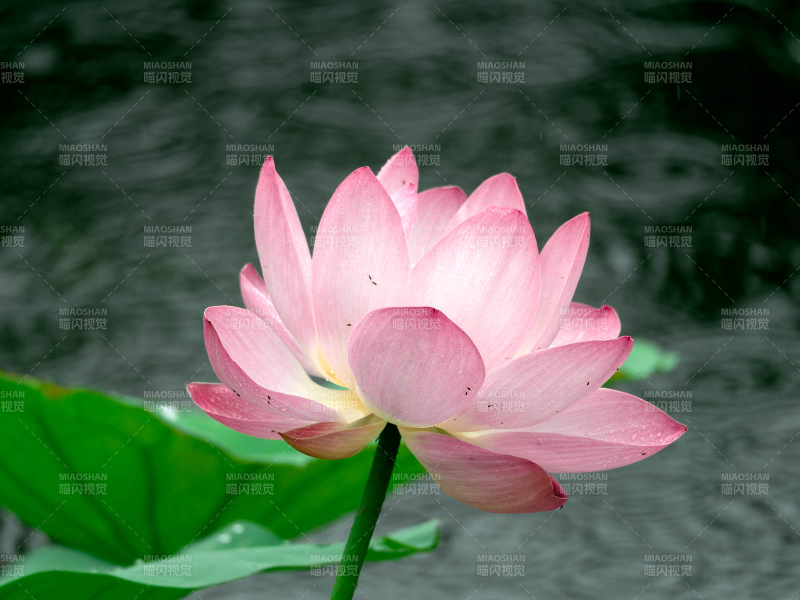 粉莲静绽水中央图片