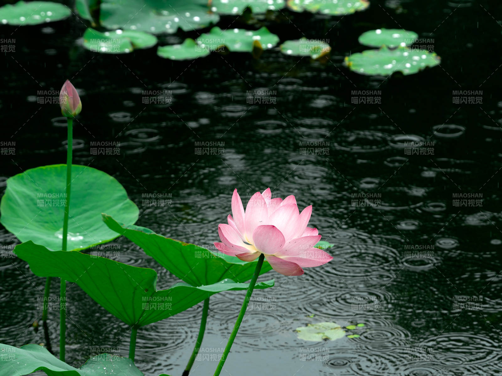 雨中荷花绽放图片