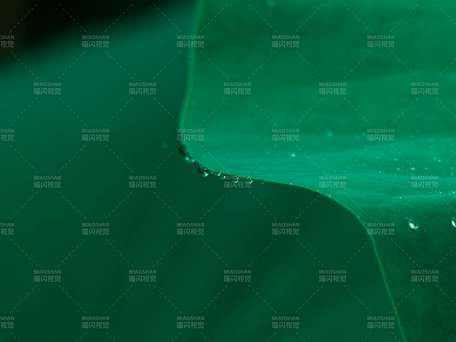 绿叶上的水珠图片