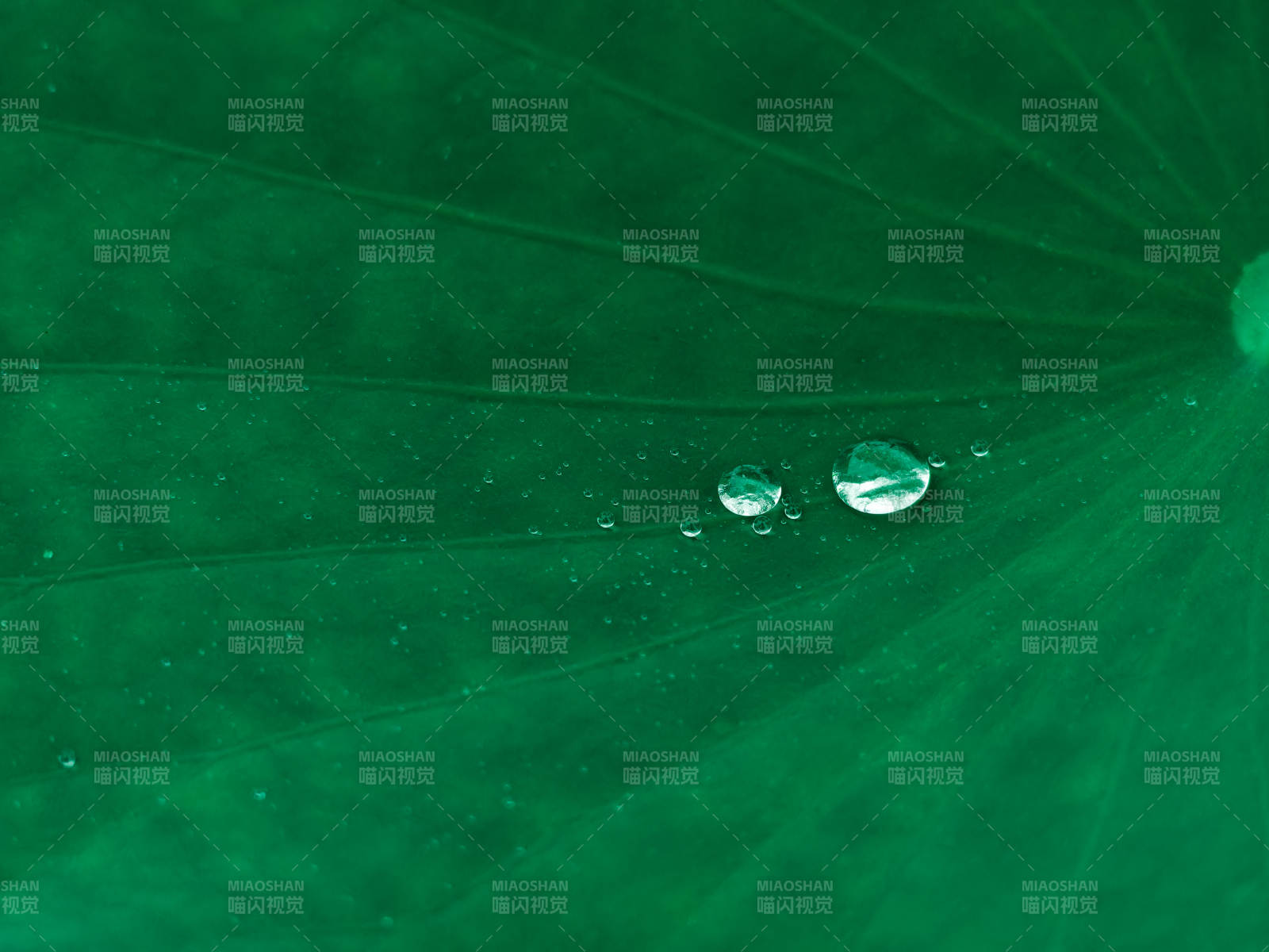 荷叶上的水珠图片