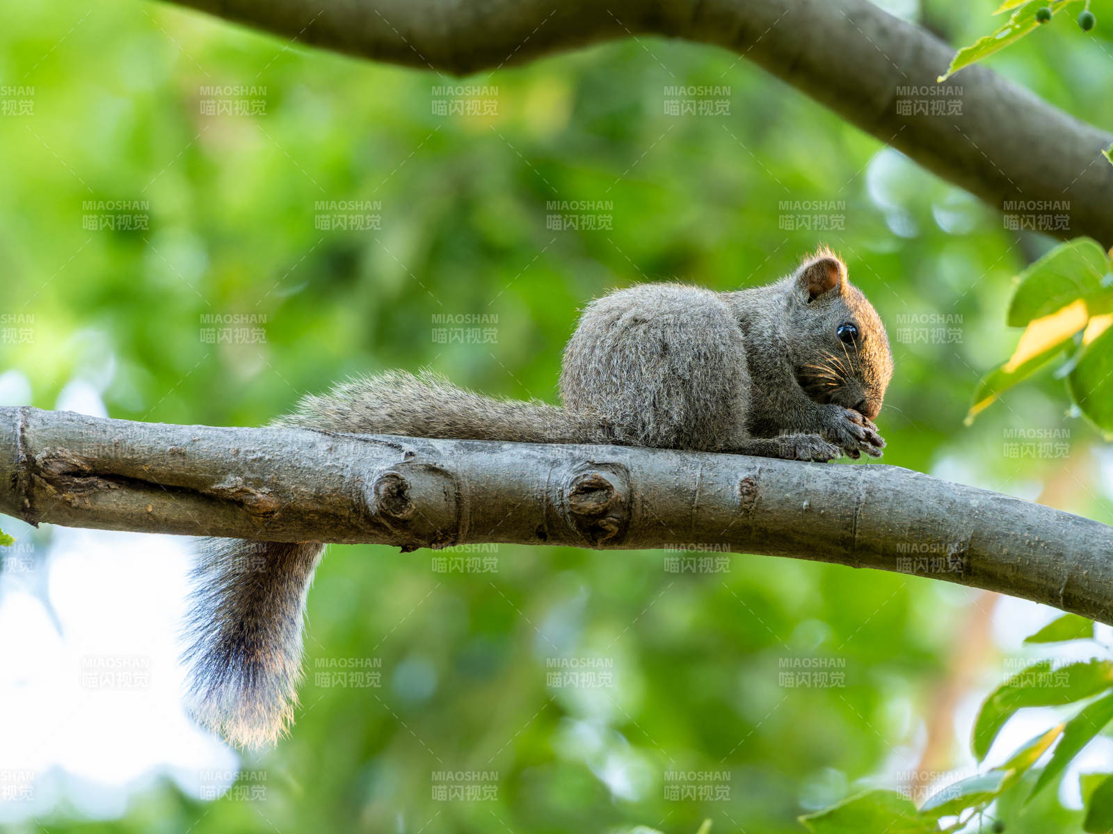松鼠栖息枝头图片