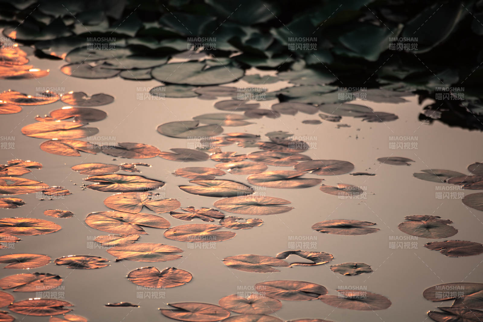 荷叶映夕照图片