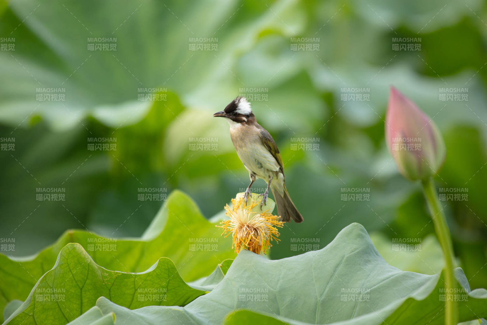 白头鹎栖莲蓬图片