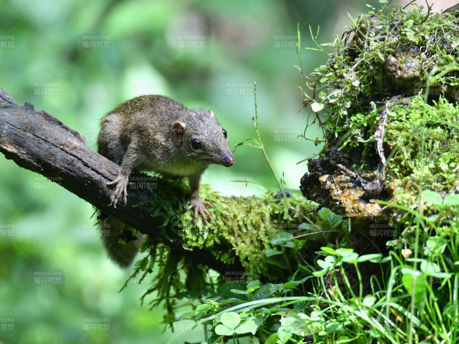树鼩栖息于苔藓枝头图片