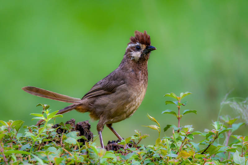 棕头鸟栖绿植间图片