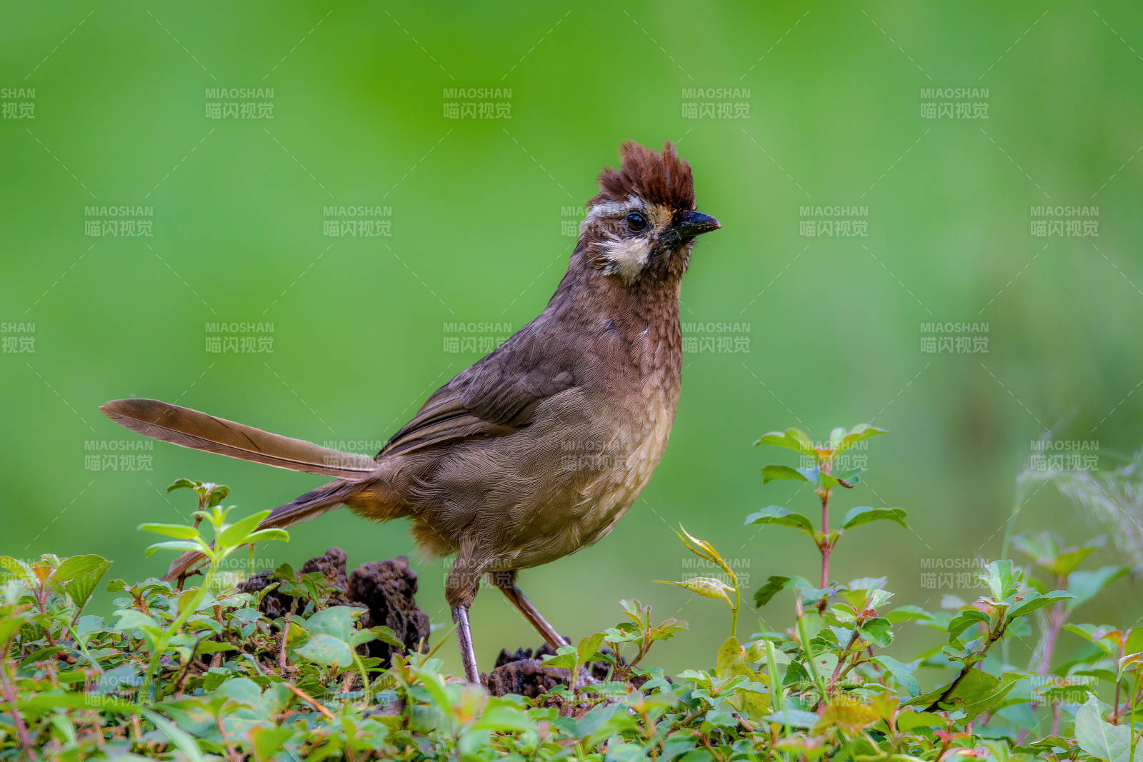 棕头鸟栖绿植间图片