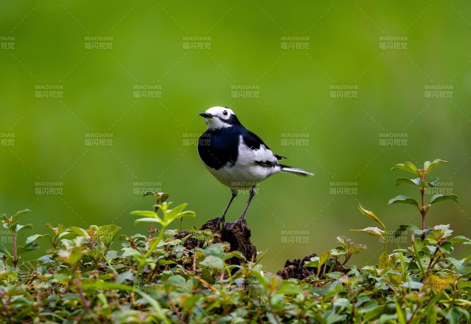 白鹡鸰栖息绿植上图片