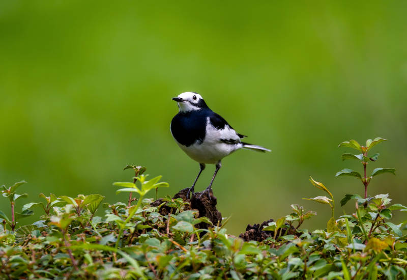 白鹡鸰栖息绿植上图片