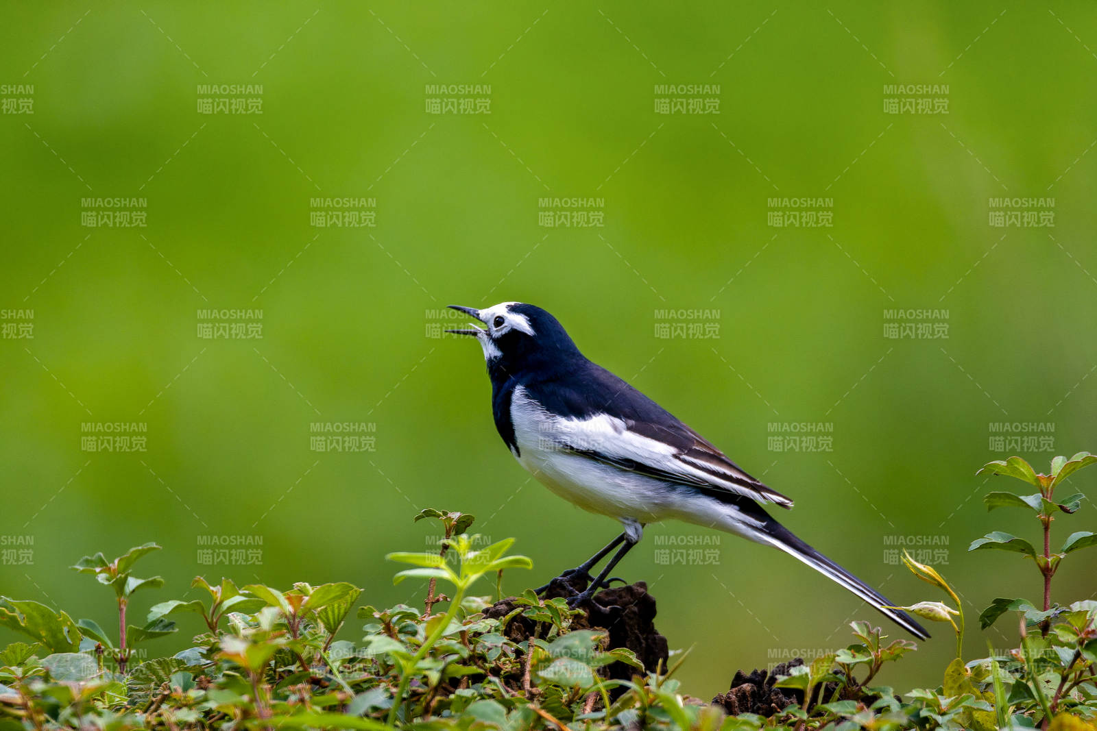 白鹡鸰鸣叫图片