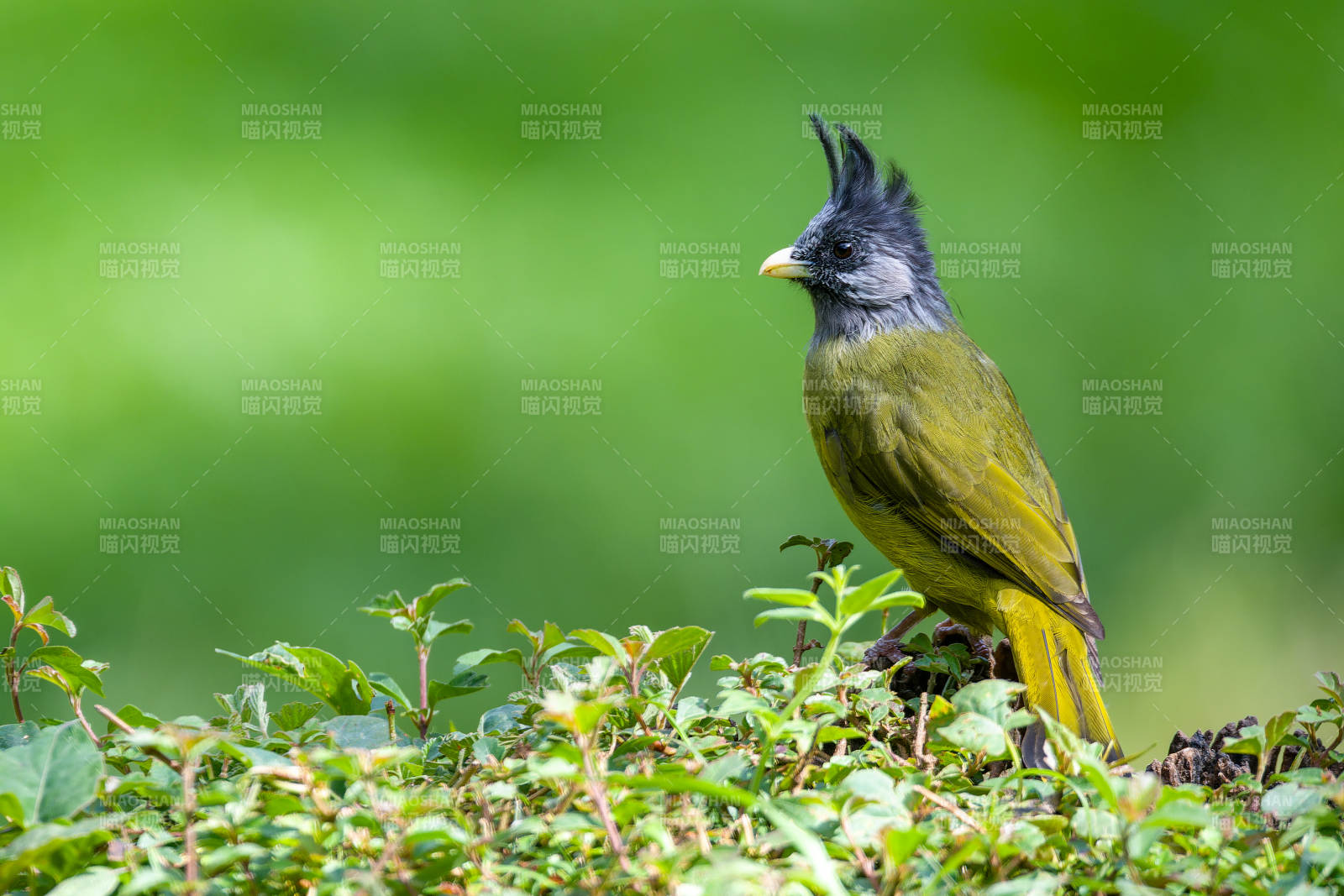 凤头雀嘴鹎栖枝头图片