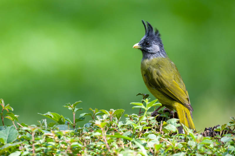 凤头雀嘴鹎栖枝头图片