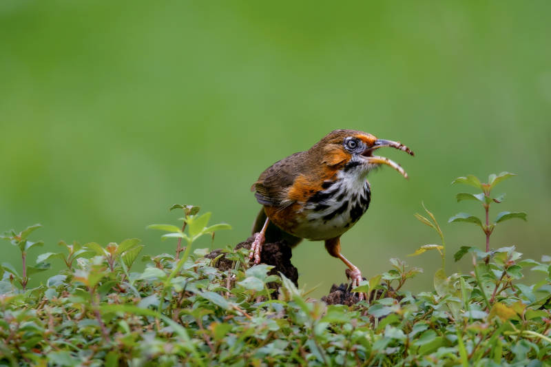 斑胸钩嘴鹛捕虫瞬间图片
