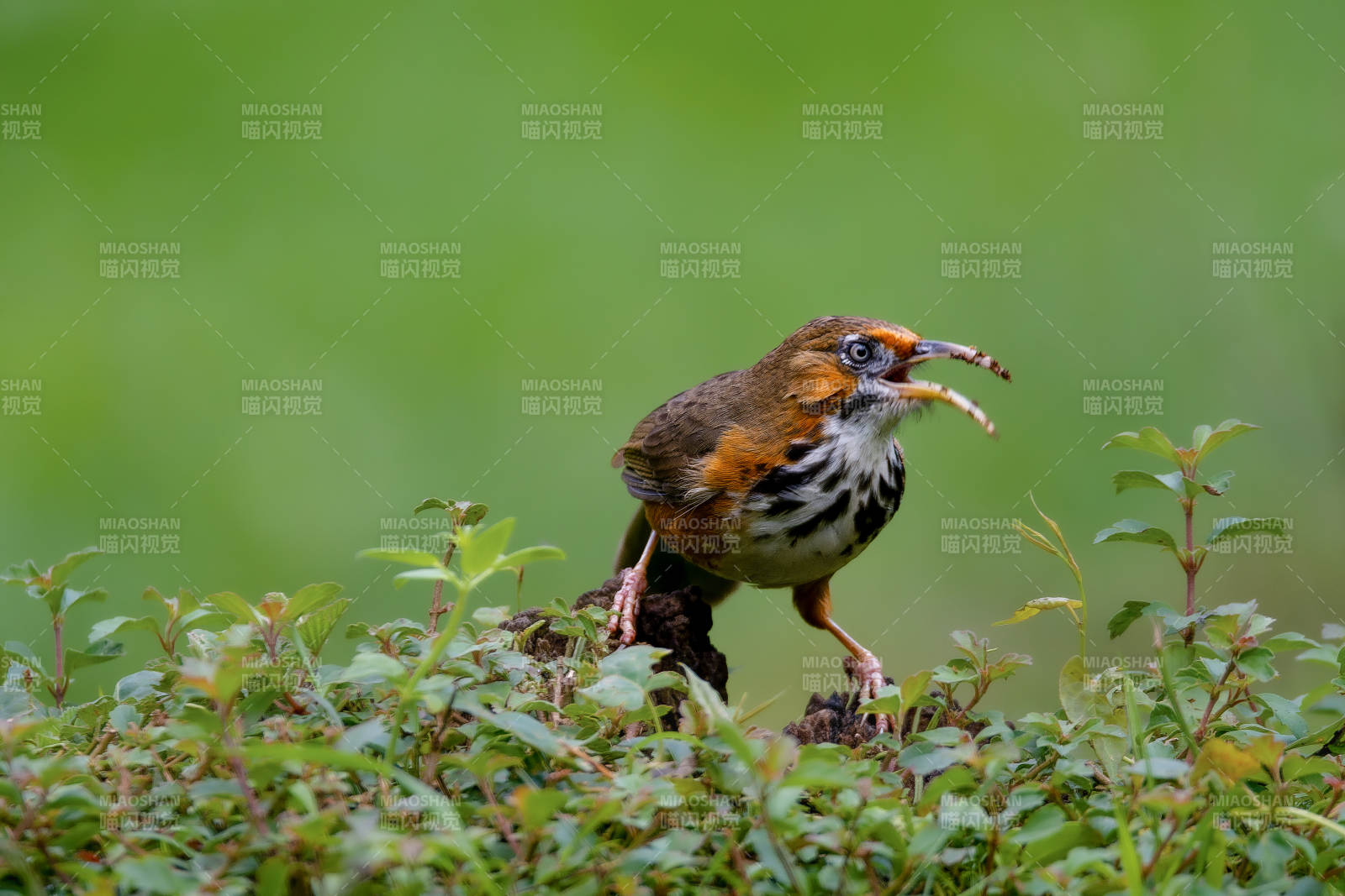 斑胸钩嘴鹛捕虫瞬间图片