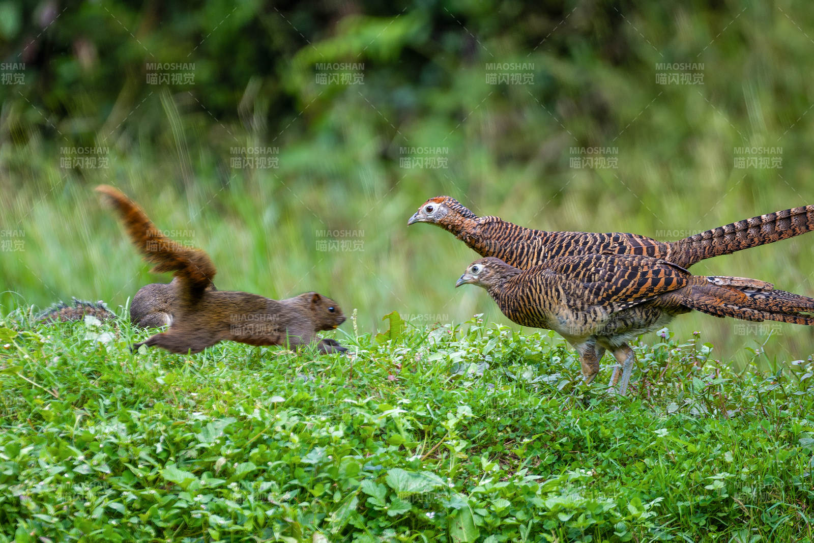 野鸡与松鼠共舞图片