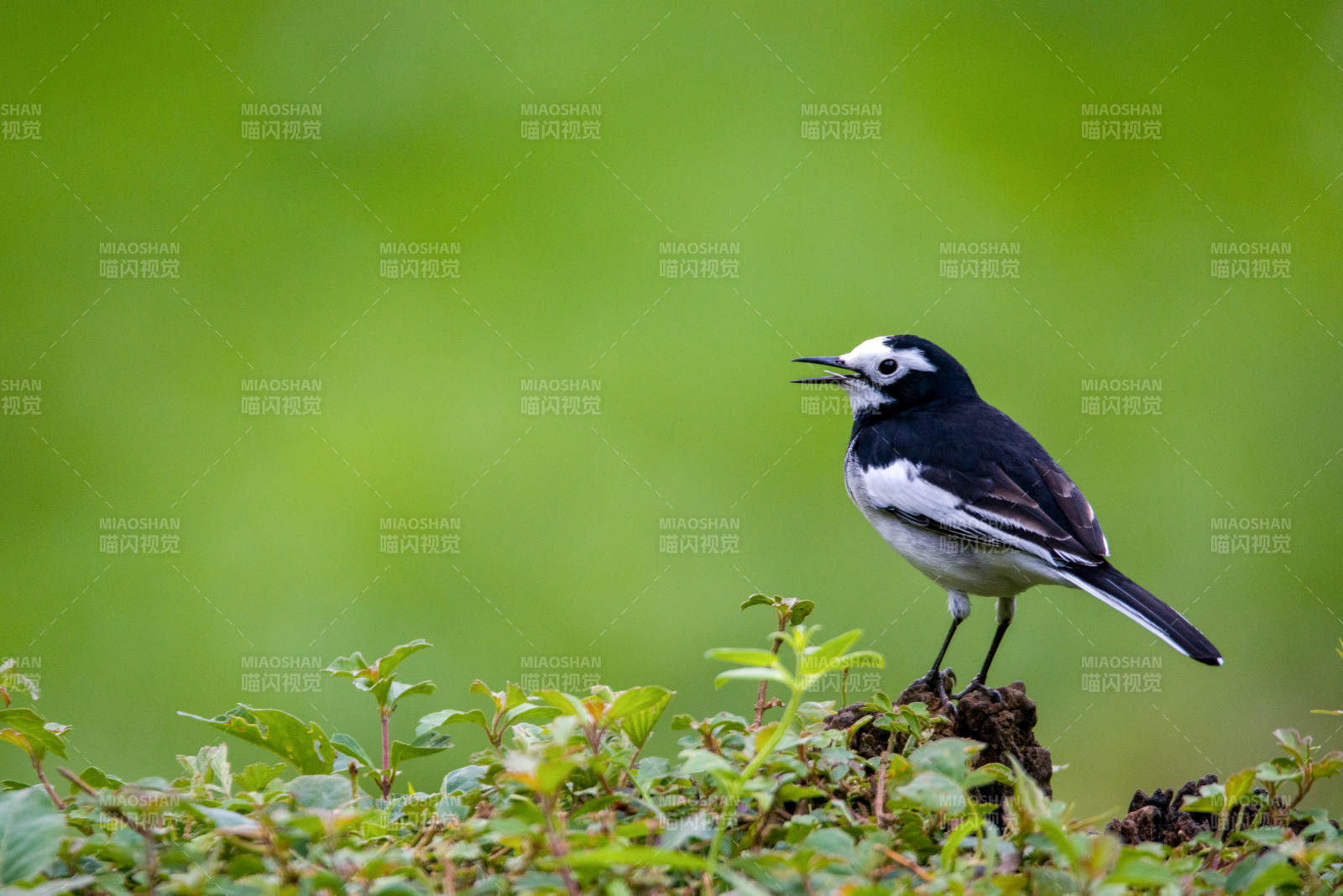 白鹡鸰栖息绿植上图片