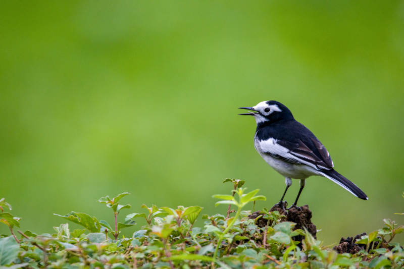 白鹡鸰栖息绿植上图片